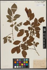 Foto von Salix silesiaca Willd.